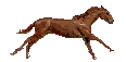 Horse galloping