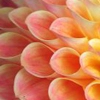 dahlia