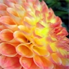 dahlia 2