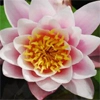 lily 2