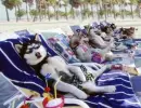 dogs on beach