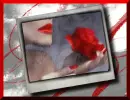 red rose