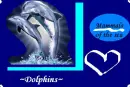 Dolphins beauty 