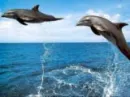 dolphins