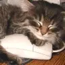 sleeping cat...