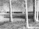 woods