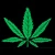 Marijuana