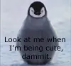 Cute, dammit!
