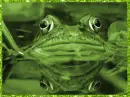 frog