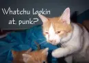lol my cat
