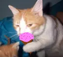 lol my cat