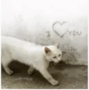 I love you