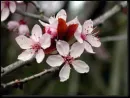Plum Blossom 