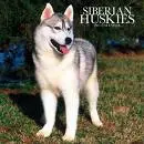 Siberian Husky