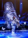 Butterfly tiger