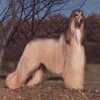 Afghan dog 