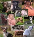 Chihuahua Backround