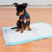 Puppy avatar