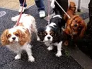 Huh? puppies