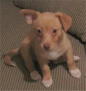Poppi puppy