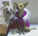 Halloween dogs 1