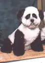 Panda Dog