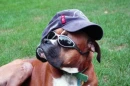 Buddy Dressed up