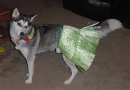 Hawaiian Dog