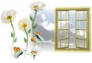Window
