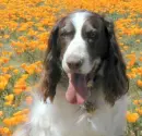 Smilin doggy