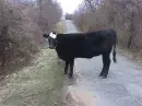 Cow crossing road