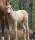 Filly