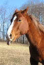Horsie