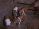 Piglets