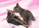cat love
