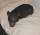 Mini Pig
