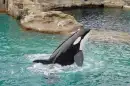 Killer Whale