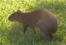 Weird rodent