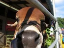 BullFace