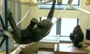 Gorillas