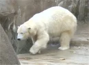 Polar bear