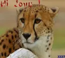Hi Jovy! cheetah