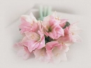 Pink lilly