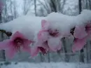 Flowers in snow