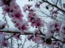 Pink flowers