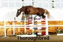 Thoroughbred Jumping