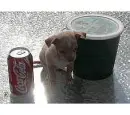 Coca Chi
