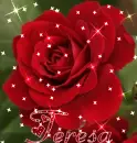 Teresa red rose
