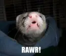 Rawr