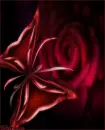 red butterfly and rose